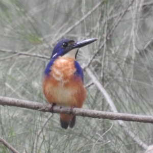 Ceyx azureus at Paddys River, ACT - 28 Jan 2022