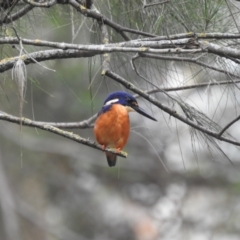 Ceyx azureus at Paddys River, ACT - 28 Jan 2022