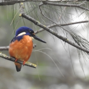 Ceyx azureus at Paddys River, ACT - 28 Jan 2022