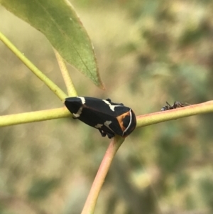 Eurymeloides pulchra at Garran, ACT - 21 Jan 2022 12:00 PM