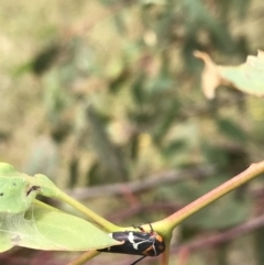 Eurymeloides pulchra at Garran, ACT - 21 Jan 2022 12:00 PM