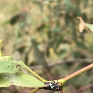 Eurymeloides pulchra at Garran, ACT - 21 Jan 2022 12:00 PM