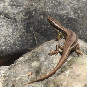 Eulamprus heatwolei at Coree, ACT - 28 Jan 2022