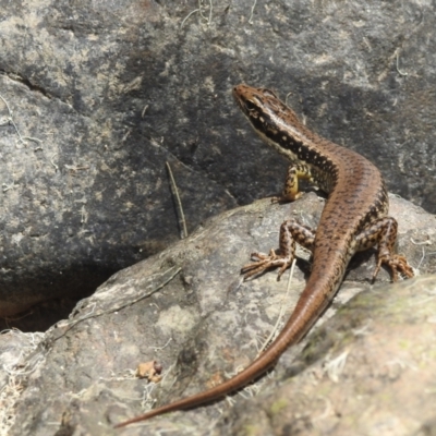 Eulamprus heatwolei (Yellow-bellied Water Skink) at Coree, ACT - 28 Jan 2022 by HelenCross