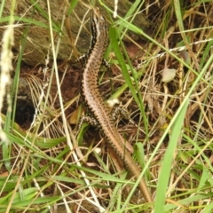 Eulamprus heatwolei at Coree, ACT - 28 Jan 2022