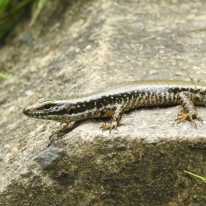 Eulamprus heatwolei at Coree, ACT - 28 Jan 2022