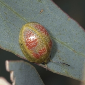 Paropsisterna fastidiosa at Hawker, ACT - 26 Jan 2022