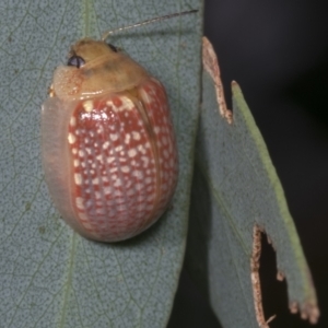 Paropsisterna decolorata at Hawker, ACT - 26 Jan 2022