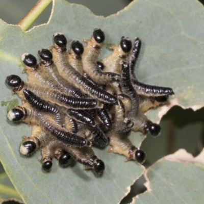 Pseudoperga sp. (genus) at Hawker, ACT - 26 Jan 2022 by AlisonMilton