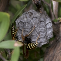 Polistes (Polistes) chinensis (Asian paper wasp) at Hawker, ACT - 26 Jan 2022 by AlisonMilton