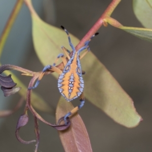 Amorbus sp. (genus) at Hawker, ACT - 26 Jan 2022