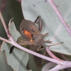 Amorbus sp. (genus) at Hawker, ACT - 26 Jan 2022