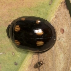 Paropsisterna octosignata (Eucalyptus leaf beetle) at Hawker, ACT - 26 Jan 2022 by AlisonMilton