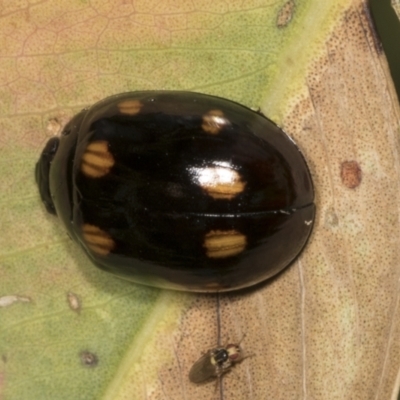 Paropsisterna octosignata (Eucalyptus leaf beetle) at Hawker, ACT - 26 Jan 2022 by AlisonMilton