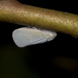 Anzora unicolor at Hawker, ACT - 26 Jan 2022