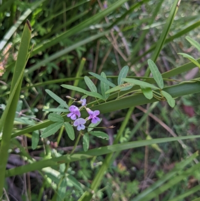 Glycine clandestina (Twining Glycine) at Cotter River, ACT - 26 Jan 2022 by WalterEgo