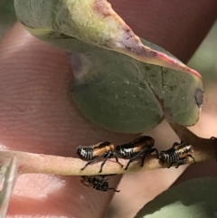 Eurymelinae (subfamily) (Unidentified eurymeline leafhopper) at Garran, ACT - 21 Jan 2022 by Tapirlord