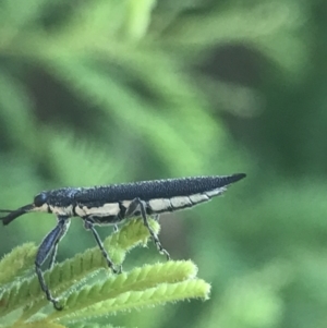 Rhinotia sp. (genus) at Garran, ACT - 21 Jan 2022