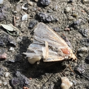 Noctuidae (family) at Garran, ACT - 28 Jan 2022 05:31 PM