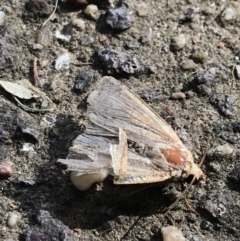 Noctuidae (family) at Garran, ACT - 28 Jan 2022