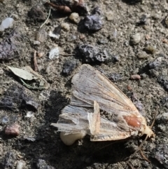 Noctuidae (family) at Garran, ACT - 28 Jan 2022 05:31 PM