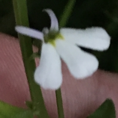 Lobelia purpurascens (White Root) at Broulee, NSW - 25 Jan 2022 by Tapirlord