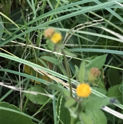 Bidens pilosa (Cobbler's Pegs, Farmer's Friend) at Broulee, NSW - 25 Jan 2022 by Tapirlord