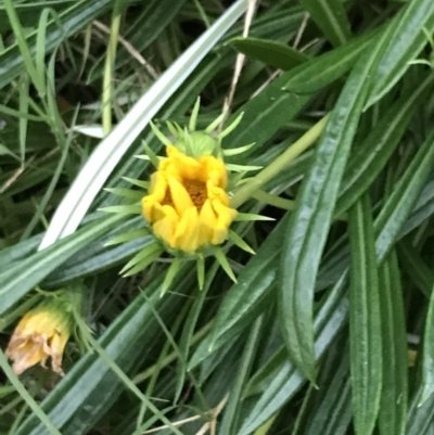 Gazania rigens (Treasure Flower) at Broulee, NSW - 25 Jan 2022 by Tapirlord