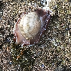 Hydatina physis (Brown-line Paperbubble) at Broulee, NSW - 24 Jan 2022 by Tapirlord