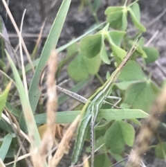 Acrida conica (Giant green slantface) at Broulee, NSW - 23 Jan 2022 by Tapirlord