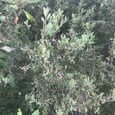 Leptospermum laevigatum (Coast Teatree) at Broulee, NSW - 23 Jan 2022 by Tapirlord