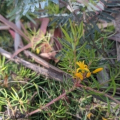 Persoonia chamaepeuce (Dwarf Geebung) at Paddys River, ACT - 26 Jan 2022 by WalterEgo