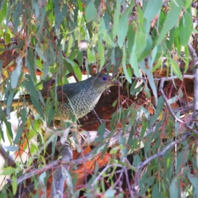 Ptilonorhynchus violaceus (Satin Bowerbird) at Richardson, ACT - 27 Jan 2022 by MB