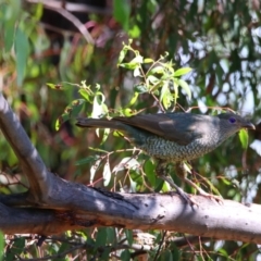 Ptilonorhynchus violaceus at Richardson, ACT - 27 Jan 2022 04:41 PM