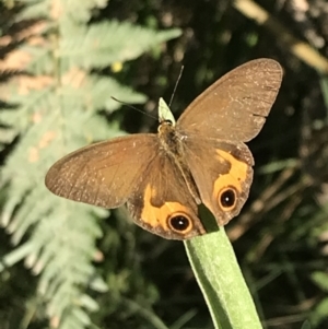Hypocysta metirius at Broulee, NSW - 26 Jan 2022 08:11 AM