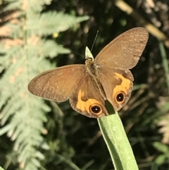 Hypocysta metirius at Broulee, NSW - 26 Jan 2022 08:11 AM