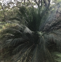Macrozamia communis (Burrawang) at Broulee, NSW - 26 Jan 2022 by Tapirlord
