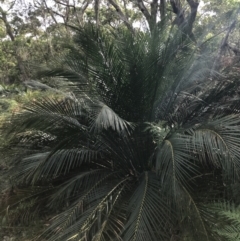 Macrozamia communis (Burrawang) at Broulee, NSW - 25 Jan 2022 by Tapirlord