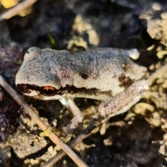 Litoria quiritatus (Screaming Tree Frog) at Jerrawangala, NSW - 28 Jan 2022 by RobG1