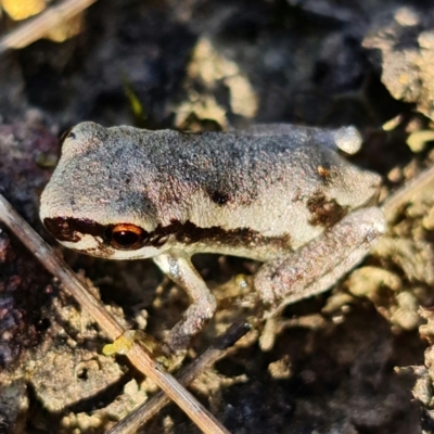 Litoria quiritatus (Screaming Tree Frog) at Jerrawangala, NSW - 28 Jan 2022 by RobG1