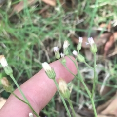 Cyanthillium cinereum (Purple Fleabane) at Broulee, NSW - 26 Jan 2022 by Tapirlord