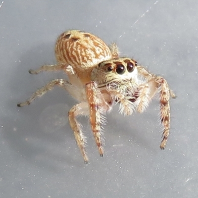 Opisthoncus sexmaculatus (Six-marked jumping spider) at Narrabundah, ACT - 24 Jan 2022 by RobParnell