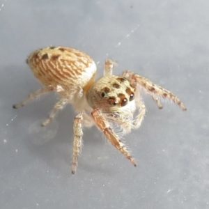 Opisthoncus sexmaculatus at Narrabundah, ACT - 24 Jan 2022