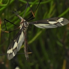Ptilogyna sp. (genus) (A crane fly) at Paddys River, ACT - 25 Jan 2022 by JohnBundock