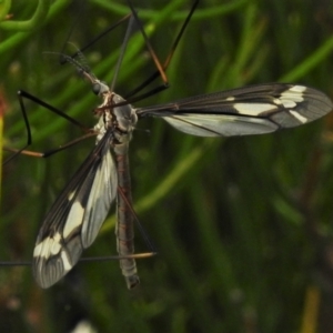 Ptilogyna sp. (genus) at Paddys River, ACT - 25 Jan 2022