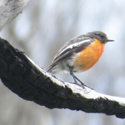 Petroica phoenicea (Flame Robin) at Cotter River, ACT - 20 Jan 2022 by RobParnell