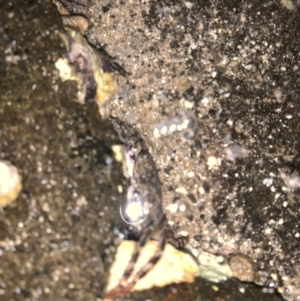 Leptograpsus variegatus at Batemans Marine Park - 23 Jan 2022 08:53 PM