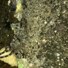 Leptograpsus variegatus at Batemans Marine Park - 23 Jan 2022 08:53 PM