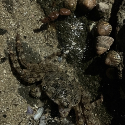 Leptograpsus variegatus (Purple Rock Crab) at Broulee, NSW - 23 Jan 2022 by JaceWT