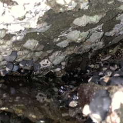 Leptograpsus variegatus (Purple Rock Crab) at Broulee, NSW - 23 Jan 2022 by JaceWT